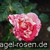 Bild der Rose 'Papageno' (Beetrose)