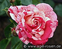 Papageno (Beetrose) Bild der Rose 'Papageno' (Beetrose)