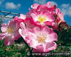 Paris 2000 (Beetrose) Bild der Rose 'Paris 2000' (Beetrose)