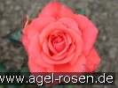 Bild der Rose 'Piccolo' (Beetrose)