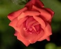 Piccolo (Beetrose) Bild der Rose 'Piccolo' (Beetrose)