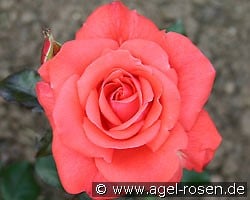 Piccolo (Beetrose) Bild der Rose 'Piccolo' (Beetrose)
