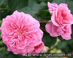 Pink Swany (Beetrose) Bild der Rose 'Pink Swany' (Beetrose)