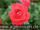 Bild der Rose 'Planten un Blomen' (Beetrose)