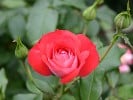 Planten un Blomen (Beetrose) Bild der Rose 'Planten un Blomen' (Beetrose)