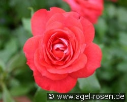 Planten un Blomen (Beetrose) Bild der Rose 'Planten un Blomen' (Beetrose)
