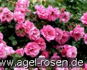 Bild der Rose 'Play Rose' (Beetrose)