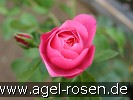 Bild der Rose 'Play Rose' (Beetrose)