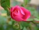Play Rose (Beetrose) Bild der Rose 'Play Rose' (Beetrose)