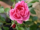 Play Rose (Beetrose) Bild der Rose 'Play Rose' (Beetrose)