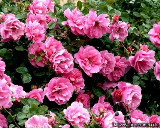 Play Rose (Beetrose) Bild der Rose 'Play Rose' (Beetrose)