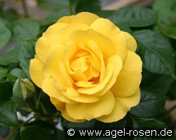 Polygold (Beetrose) Bild der Rose 'Polygold' (Beetrose)