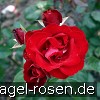 Bild der Rose 'Pußta' (Beetrose)