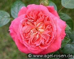 Queen of Hearts (Beetrose) Bild der Rose 'Queen of Hearts' (Beetrose)
