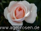 Bild der Rose 'Queens Palace' (Beetrose)