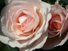 Queens Palace (Beetrose) Bild der Rose 'Queens Palace' (Beetrose)