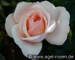 Queens Palace (Beetrose) Bild der Rose 'Queens Palace' (Beetrose)