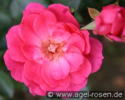 Rebellin (Beetrose) Bild der Rose 'Rebellin' (Beetrose)