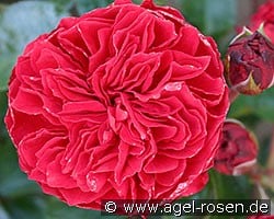 Red Leonardo da Vinci (Beetrose) Bild der Rose 'Red Leonardo da Vinci' (Beetrose)