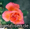 Bild der Rose 'Reigen' (Beetrose)