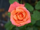 Reigen (Beetrose) Bild der Rose 'Reigen' (Beetrose)