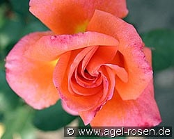 Reigen (Beetrose) Bild der Rose 'Reigen' (Beetrose)