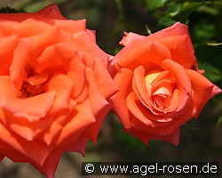 Responso (Beetrose) Bild der Rose 'Responso' (Beetrose)
