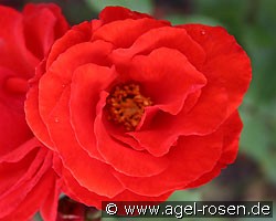 Revolution (Beetrose) Bild der Rose 'Revolution' (Beetrose)
