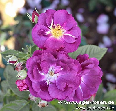 Rhapsody in Blue (Beetrose) Bild der Rose 'Rhapsody in Blue' (Beetrose)
