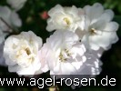 Bild der Rose 'Rösel Dach' (Beetrose)
