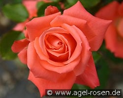 Roletta (Beetrose) Bild der Rose 'Roletta' (Beetrose)