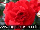 Bild der Rose 'Roman Herzog' (Beetrose)