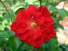 Roman Herzog (Beetrose) Bild der Rose 'Roman Herzog' (Beetrose)