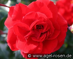 Roman Herzog (Beetrose) Bild der Rose 'Roman Herzog' (Beetrose)