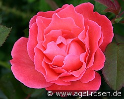 Rosa Sinfonie (Beetrose) Bild der Rose 'Rosa Sinfonie' (Beetrose)