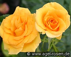 Rosene (Beetrose) Bild der Rose 'Rosene' (Beetrose)