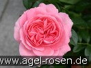 Bild der Rose 'Rosenfee' (Beetrose)