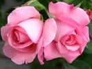 Rosenfee (Beetrose) Bild der Rose 'Rosenfee' (Beetrose)