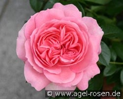 Rosenfee (Beetrose) Bild der Rose 'Rosenfee' (Beetrose)