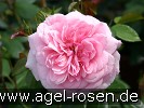 Bild der Rose 'Roseninsel' (Beetrose)