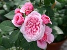 Roseninsel (Beetrose) Bild der Rose 'Roseninsel' (Beetrose)