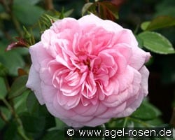 Roseninsel (Beetrose) Bild der Rose 'Roseninsel' (Beetrose)