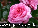 Bild der Rose 'Roseraie du Chatelet' (Beetrose)