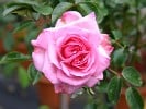 Roseraie du Chatelet (Beetrose) Bild der Rose 'Roseraie du Chatelet' (Beetrose)