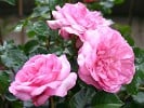 Roseraie du Chatelet (Beetrose) Bild der Rose 'Roseraie du Chatelet' (Beetrose)