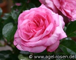 Roseraie du Chatelet (Beetrose) Bild der Rose 'Roseraie du Chatelet' (Beetrose)