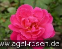 Bild der Rose 'Rote Csárdás' (Beetrose)