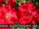 Bild der Rose 'Rotilia' (Beetrose)