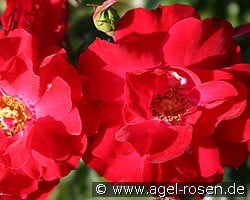 Rotilia (Beetrose) Bild der Rose 'Rotilia' (Beetrose)