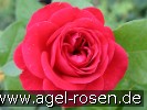 Bild der Rose 'Rouge Meilove' (Beetrose)